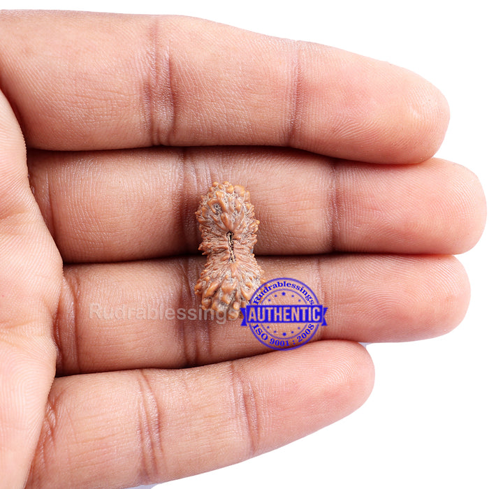 23 Mukhi Rudraksha from Indonesia