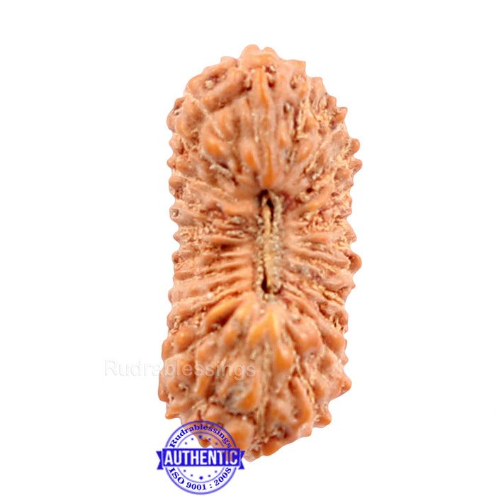 24 Mukhi Rudraksha from Indonesia