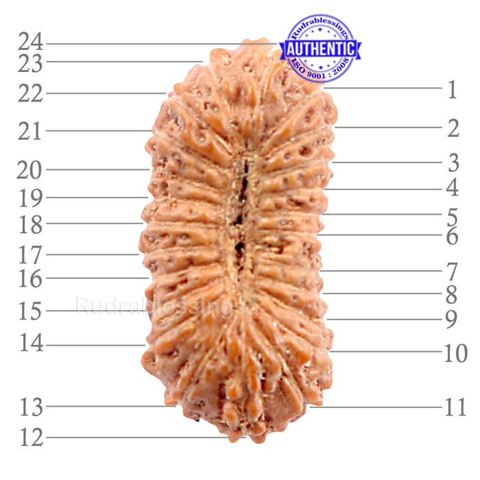 24 Mukhi Rudraksha from Indonesia