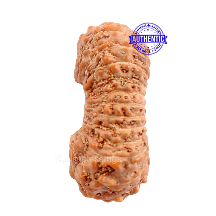 24 Mukhi Rudraksha from Indonesia