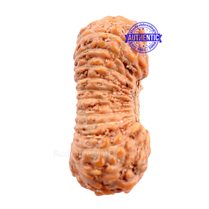 24 Mukhi Rudraksha from Indonesia