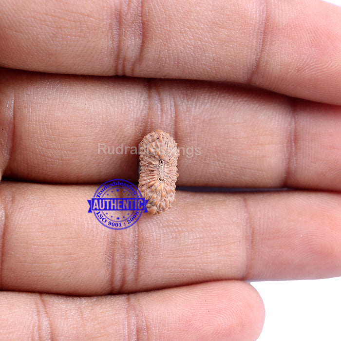 24 Mukhi Rudraksha from Indonesia