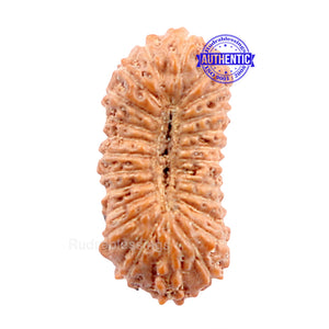 24 Mukhi Rudraksha from Indonesia