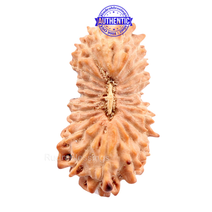 24 Mukhi Rudraksha from Indonesia