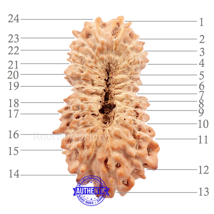 24 Mukhi Rudraksha from Indonesia