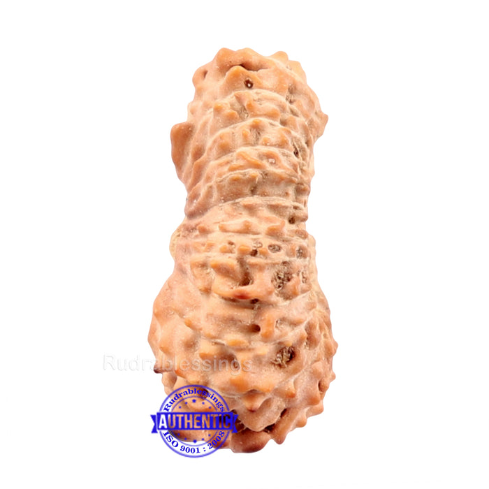 24 Mukhi Rudraksha from Indonesia