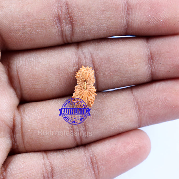 24 Mukhi Rudraksha from Indonesia