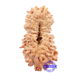 24 Mukhi Rudraksha from Indonesia