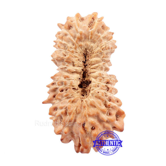 24 Mukhi Rudraksha from Indonesia