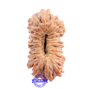 24 Mukhi Rudraksha from Indonesia