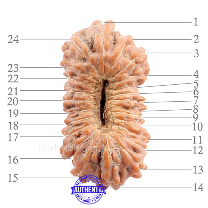 24 Mukhi Rudraksha from Indonesia