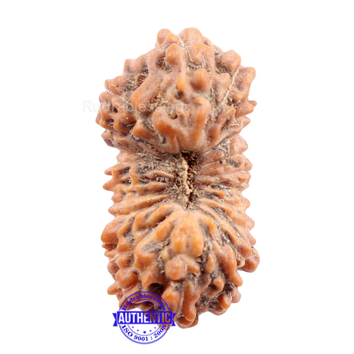 24 Mukhi Rudraksha from Indonesia