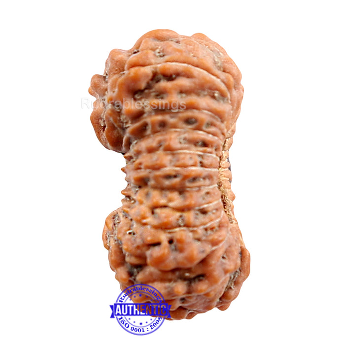 24 Mukhi Rudraksha from Indonesia