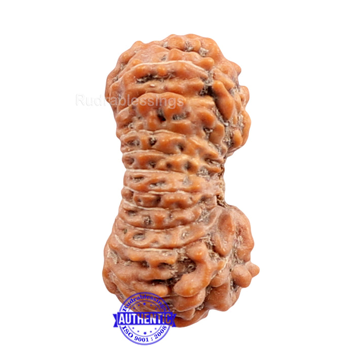 24 Mukhi Rudraksha from Indonesia