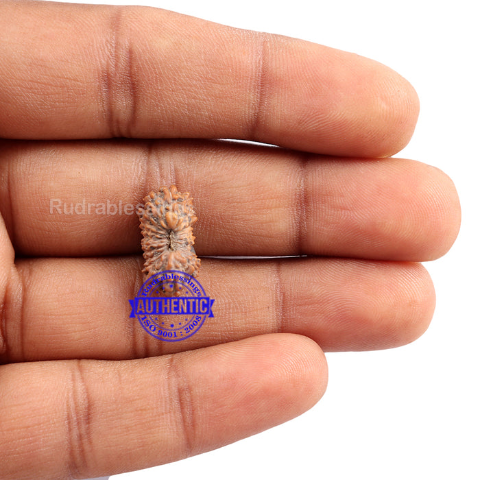 24 Mukhi Rudraksha from Indonesia