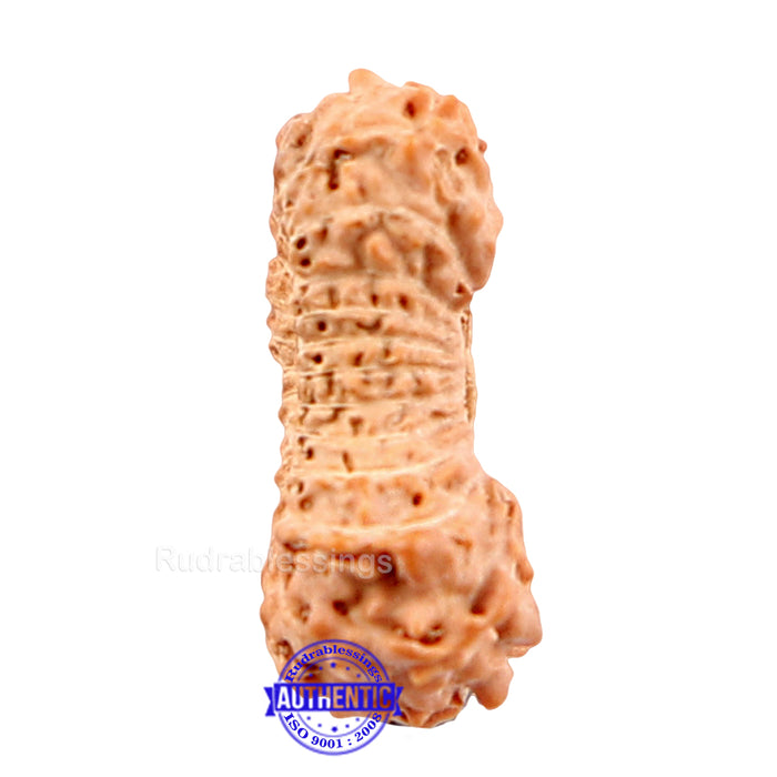 25 Mukhi Rudraksha from Indonesia