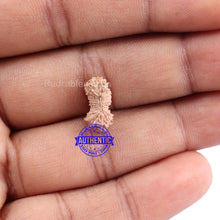 Load image into Gallery viewer, 25 Mukhi Rudraksha from Indonesia
