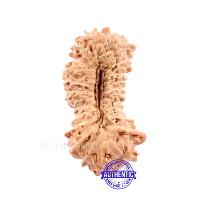 25 Mukhi Rudraksha from Indonesia