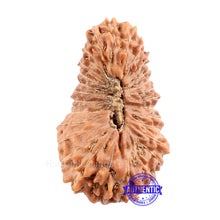 Load image into Gallery viewer, 28 Mukhi Rudraksha from Indonesia
