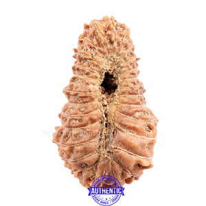 28 Mukhi Rudraksha from Indonesia