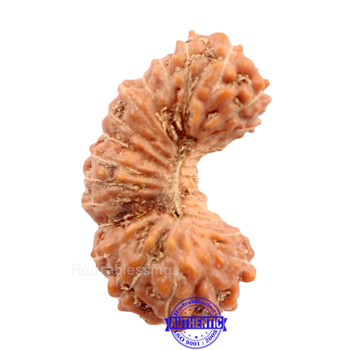 29 Mukhi Rudraksha from Indonesia