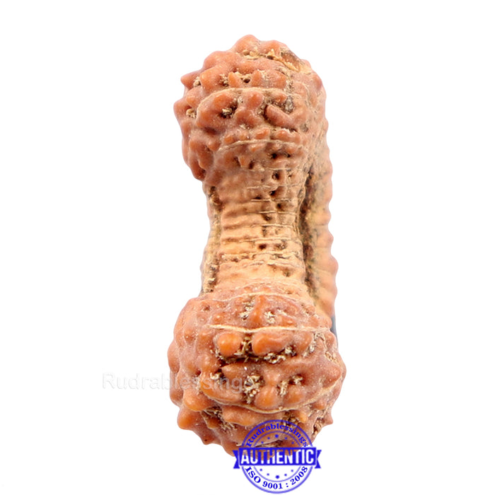 29 Mukhi Rudraksha from Indonesia