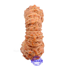Load image into Gallery viewer, 29 Mukhi Rudraksha from Indonesia
