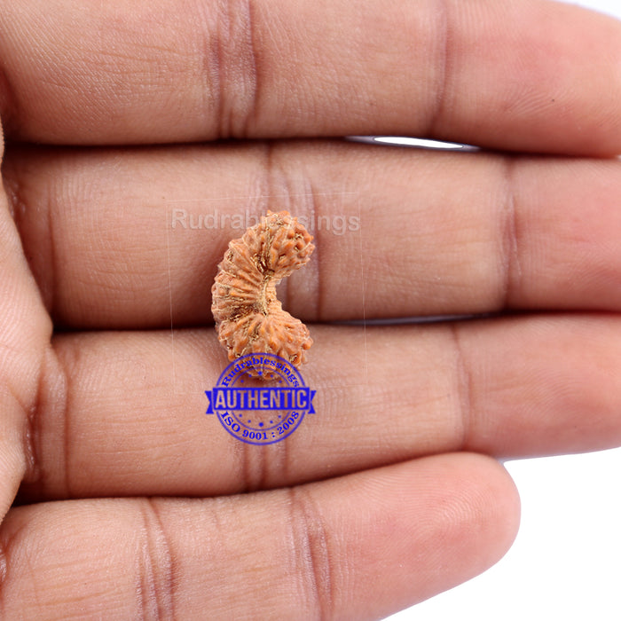 29 Mukhi Rudraksha from Indonesia