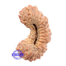 Load image into Gallery viewer, 29 Mukhi Rudraksha from Indonesia
