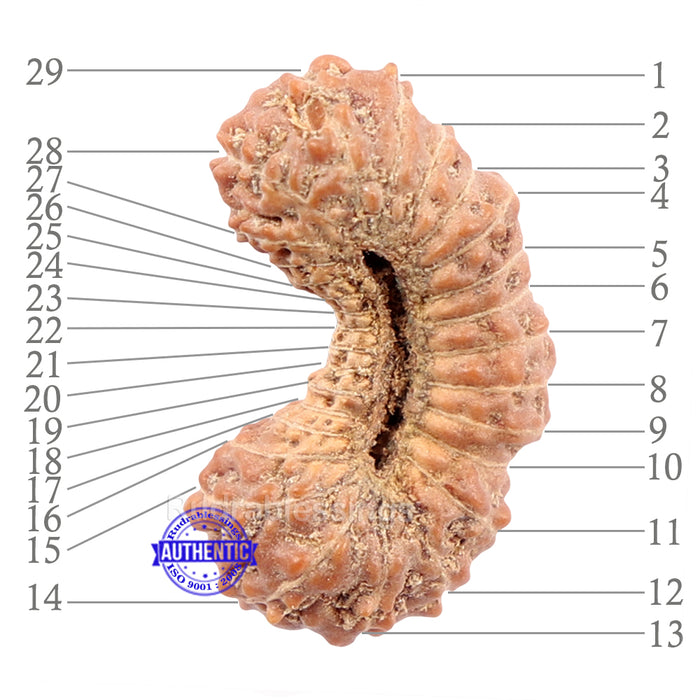 29 Mukhi Rudraksha from Indonesia