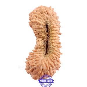 33 Mukhi Rudraksha from Indonesia