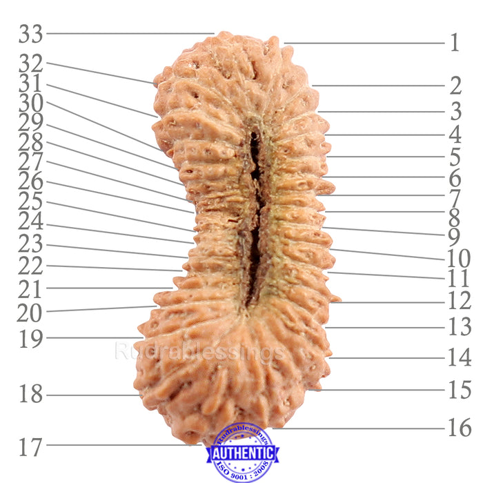 33 Mukhi Rudraksha from Indonesia
