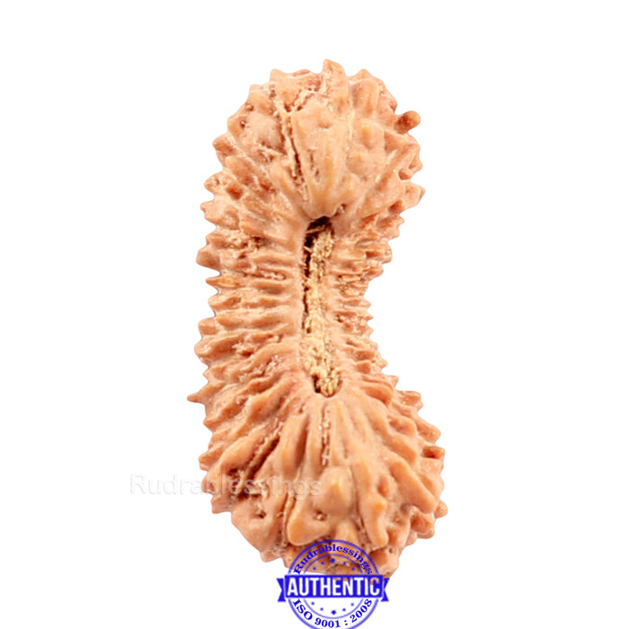33 Mukhi Rudraksha from Indonesia