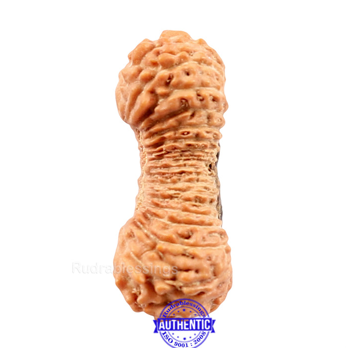 33 Mukhi Rudraksha from Indonesia