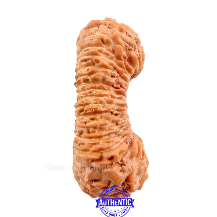 33 Mukhi Rudraksha from Indonesia