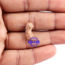 Load image into Gallery viewer, 33 Mukhi Rudraksha from Indonesia
