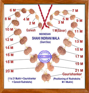 Rudraksha Shahi Indrani Mala from Indonesia (Giant size beads)