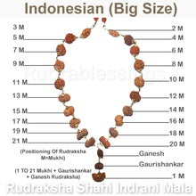 Load image into Gallery viewer, Rudraksha Shahi Indrani Mala from Indonesia (Big size beads)
