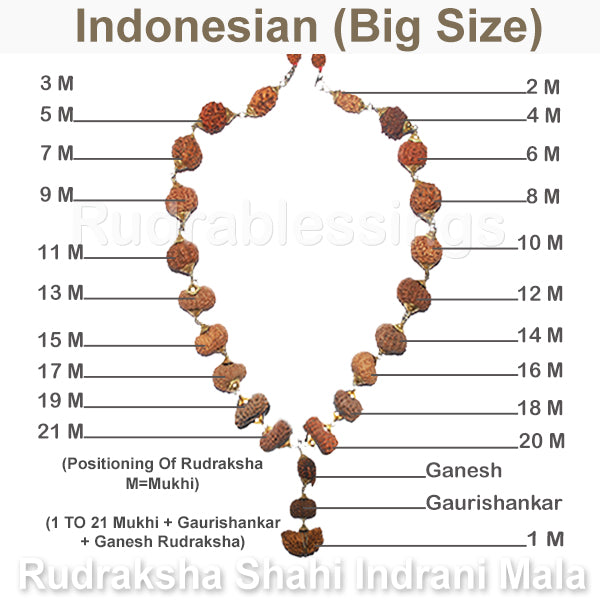 Rudraksha Shahi Indrani Mala from Indonesia (Big size beads)