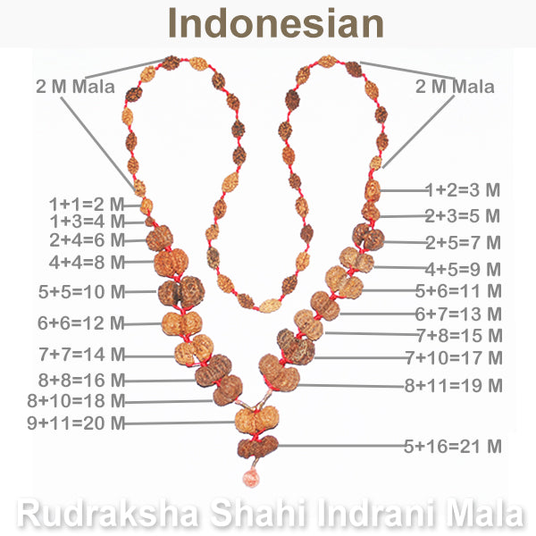 Indonesian Gaurishankar Rudraksha Shahi Indrani Mala