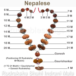 Rudraksha Shahi Indrani Mala from Nepal