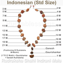 Load image into Gallery viewer, Rudraksha Shahi Indrani Mala (Indonesian Standard size beads)
