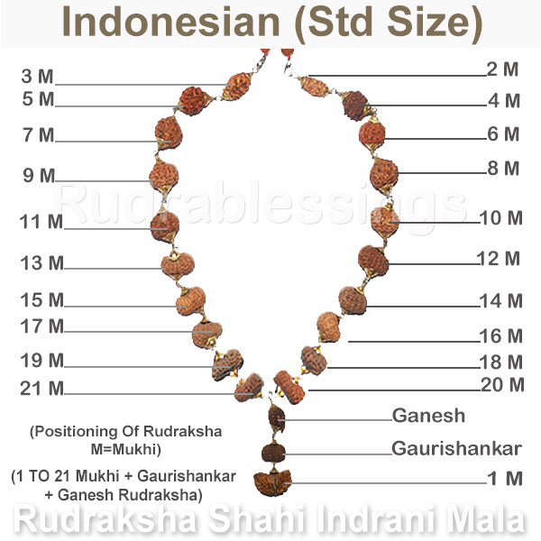 Rudraksha Shahi Indrani Mala (Indonesian Standard size beads)