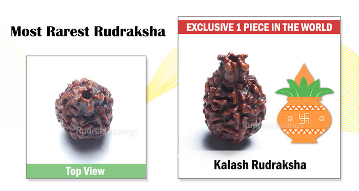 Kalash Rudraksha