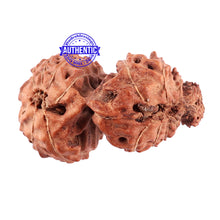 Load image into Gallery viewer, Trijudi Rudraksha from Indonesia Bead No. 45
