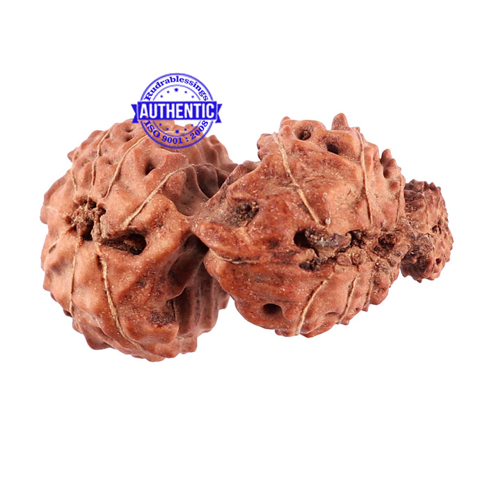 Trijudi Rudraksha from Indonesia Bead No. 45