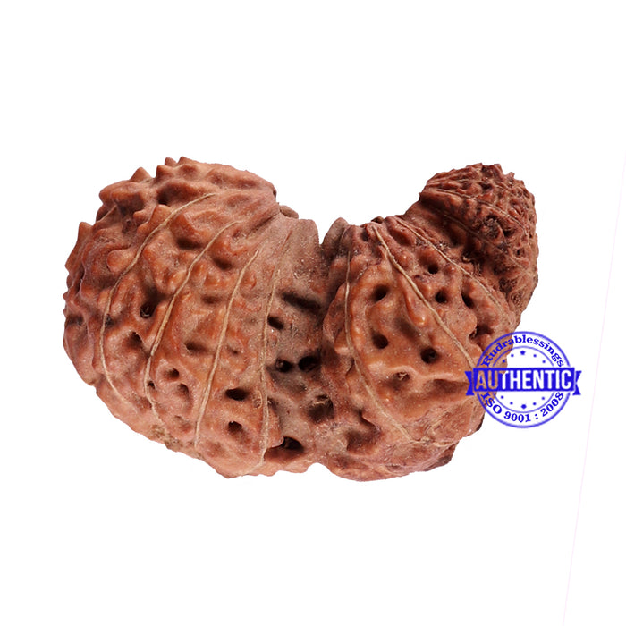 Trijudi Rudraksha from Indonesia Bead No. 45
