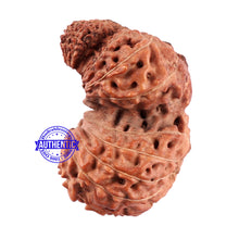 Load image into Gallery viewer, Trijudi Rudraksha from Indonesia Bead No. 45
