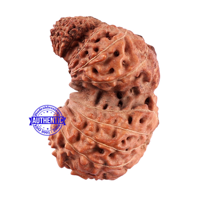 Trijudi Rudraksha from Indonesia Bead No. 45