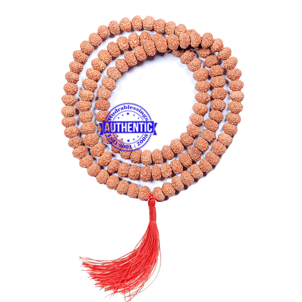 8 Mukhi Asthavinayaka Rudraksha Mala - (108+1 beads - Indonesian) - 3